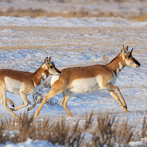 Pronghorn Antelope female and young.jpg