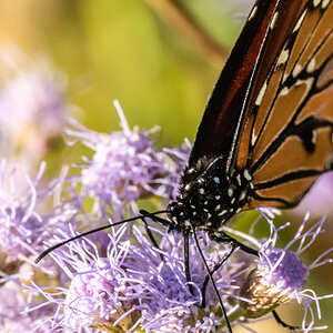 I still have Monarchs