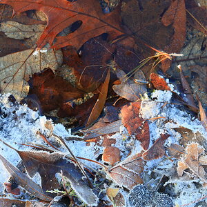 Frozen Leaves on Lake Shore