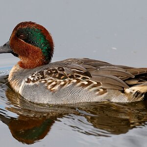 Green Winged Teal  Horicon Marsh