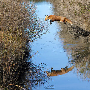 Red Fox Reflection