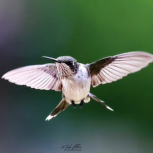 Hummingbird-1