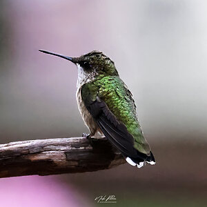 Hummingbird-2