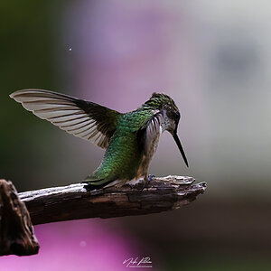 Hummingbird-4