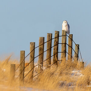 Snowy Owl on fence.jpg