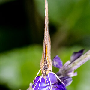 Butterfly on Salvia 3