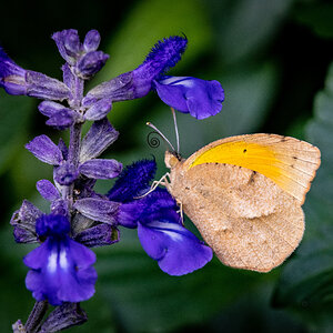Butterfly on Salvia 1