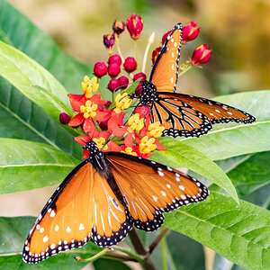 Monarchs on Mexican butterfly weed
