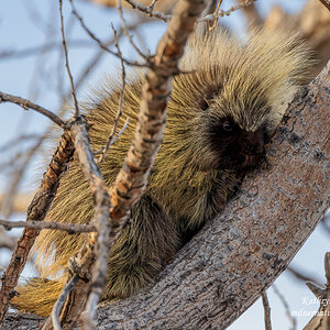 Young Porcupine.jpg