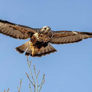 Rough-legged Hawk in flight.jpg
