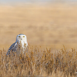 Snowy Owl on the Prairie.jpg