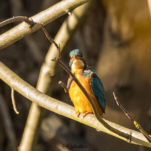 Kingfisher