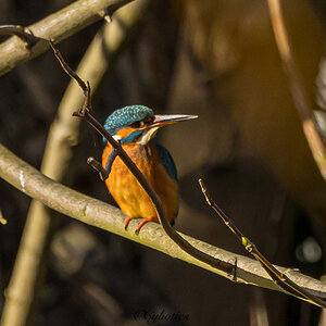 Kingfisher