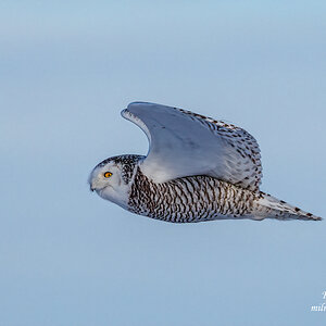 Snowy Owl in flight.jpg