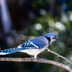 Jay snacking (San Antonio)