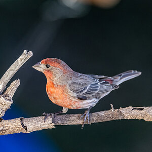 House Wren (m) (San Antonio)