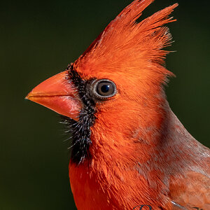 Cardinal