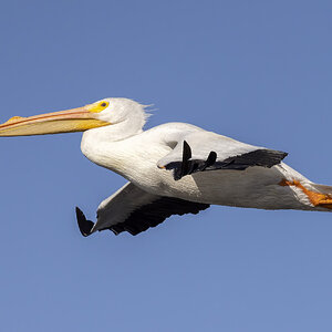 White Pelican fly by