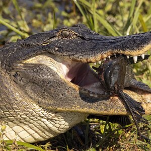 Gator Encounter