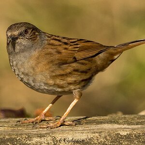 Dunnock