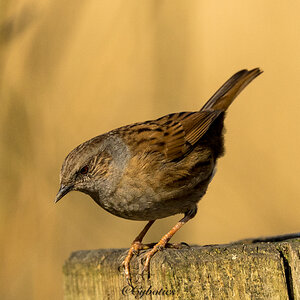 Dunnock