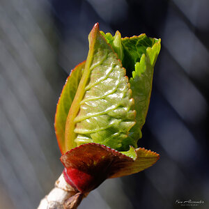 Hydrangea bud.jpeg