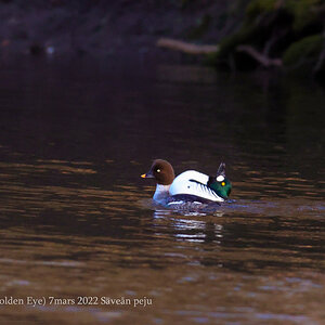 Knipa Golden Eye 7mars 2022 Säveån peju-9.jpg