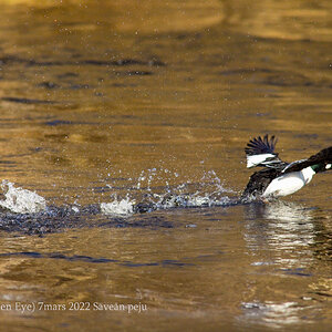 Knipa Golden Eye 7mars 2022 Säveån peju.jpg