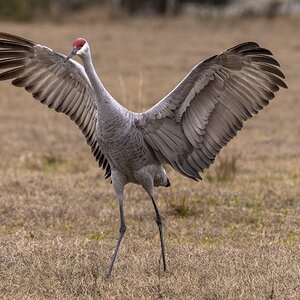 Sandhill Crane needs a hug