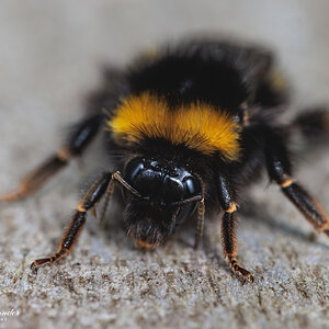 KR5_Bumble_Bee_01-14-03-22.jpg