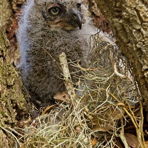 Great Horned Owlet