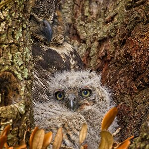 Great Horned Owlet and parent