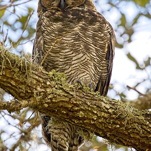 Great Horned Owl