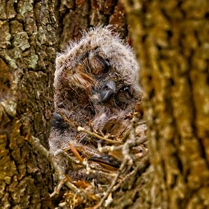 Great Horned Owlet