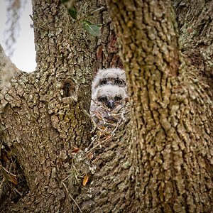 Two Great Horned Owlets