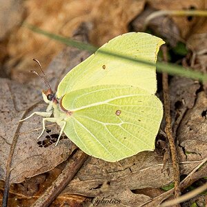 Brimstone butterfly