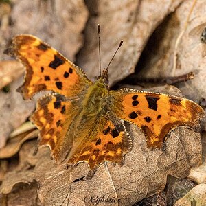 Comma butterfly