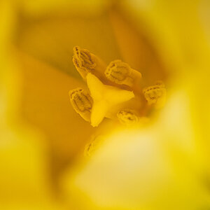 TulipStamenFocusStack.jpg