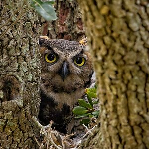 Great Horned Owl on nest