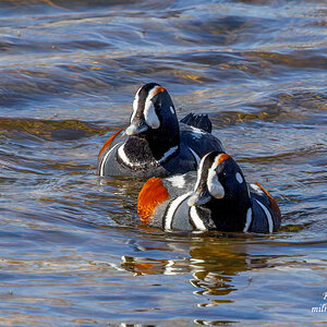 Harlequin Duck males 2.jpg