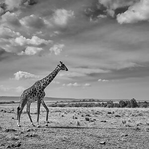 Giraffe on the Maasai Mara ©2022 Adam Bettcher