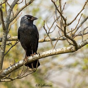 Jackdaw