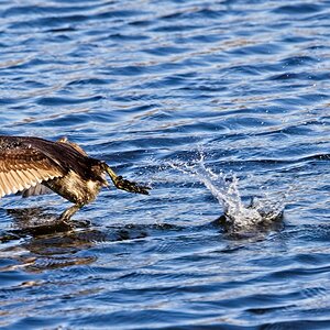 Pied-Billed Grebes leaving the fight