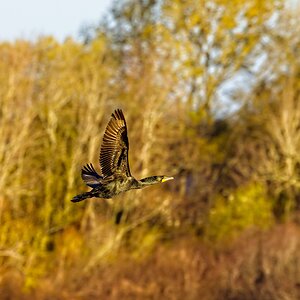 Double Crested Cormorant