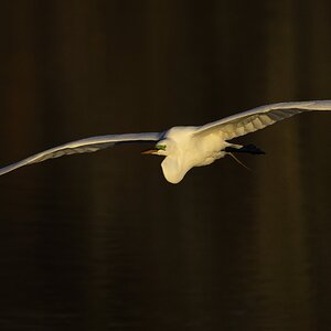 Great Egret