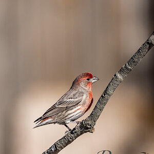 House Finch