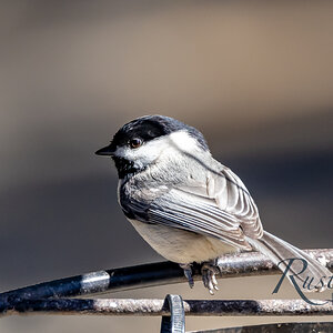 Chickadee