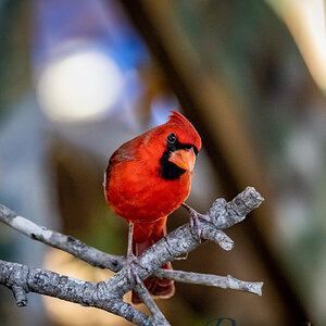 Cardinal