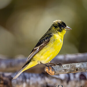 Lesser Goldfinch