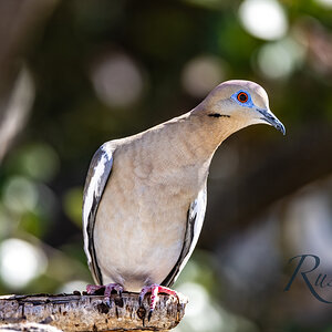 White Winged Dove